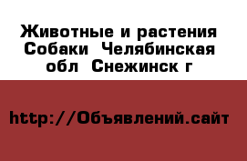 Животные и растения Собаки. Челябинская обл.,Снежинск г.